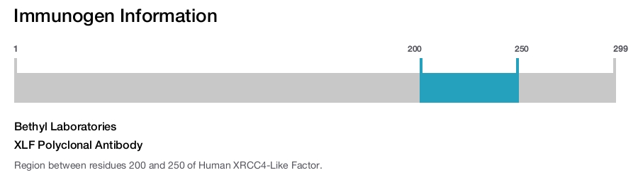 XLF Polyclonal Antibody