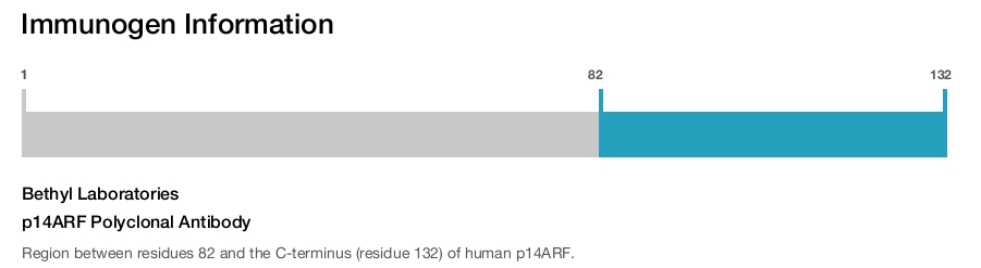 p14ARF Polyclonal Antibody