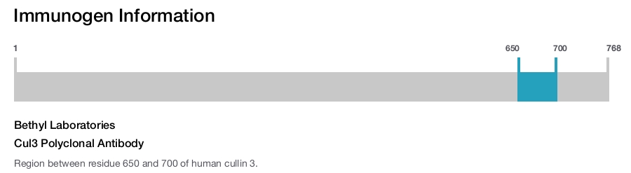 Cul3 Polyclonal Antibody
