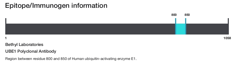 UBE1 Polyclonal Antibody