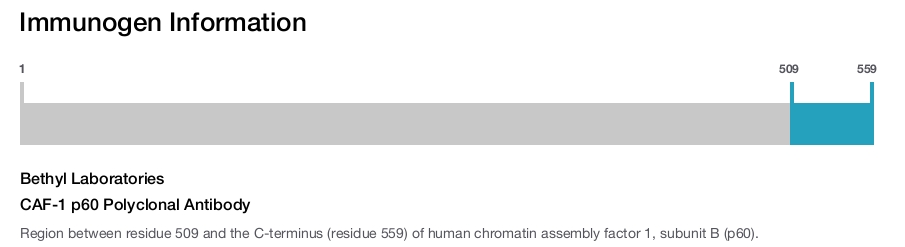 CAF-1 p60 Polyclonal Antibody