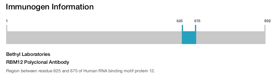 RBM12 Polyclonal Antibody