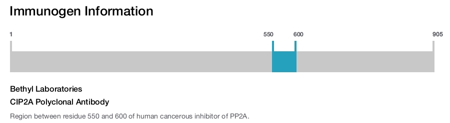 CIP2A Polyclonal Antibody
