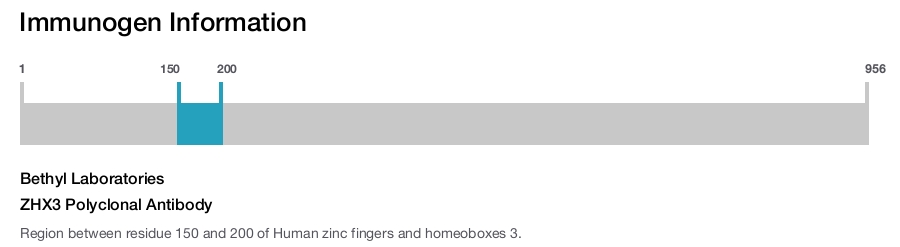 ZHX3 Polyclonal Antibody