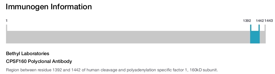 CPSF160 Polyclonal Antibody