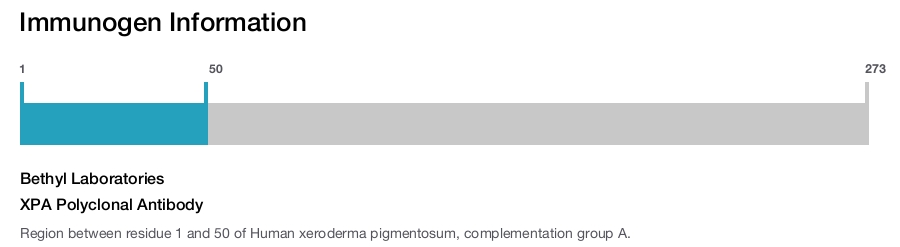 XPA Polyclonal Antibody