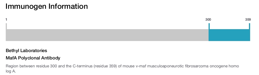 MafA Polyclonal Antibody