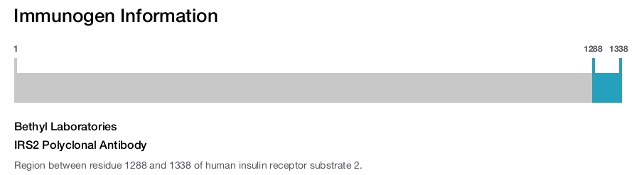 IRS2 Polyclonal Antibody