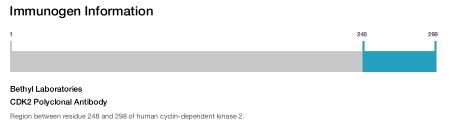 CDK2 Polyclonal Antibody