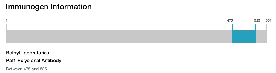 Paf1 Polyclonal Antibody