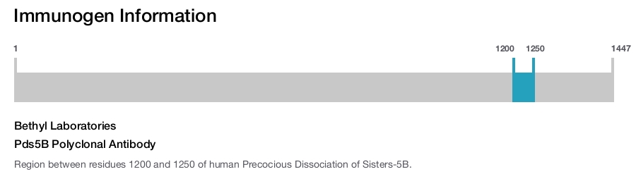 Pds5B Polyclonal Antibody