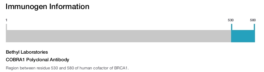 COBRA1 Polyclonal Antibody