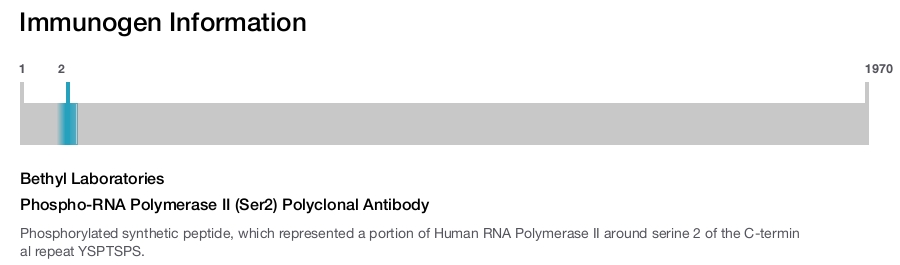 Phospho-RNA Polymerase II (Ser2) Polyclonal Antibody