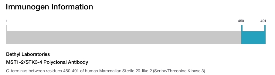 MST1-2/STK3-4 Polyclonal Antibody