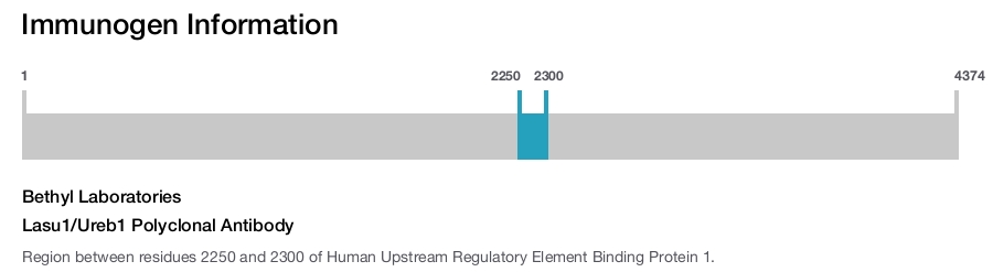 Lasu1/Ureb1 Polyclonal Antibody