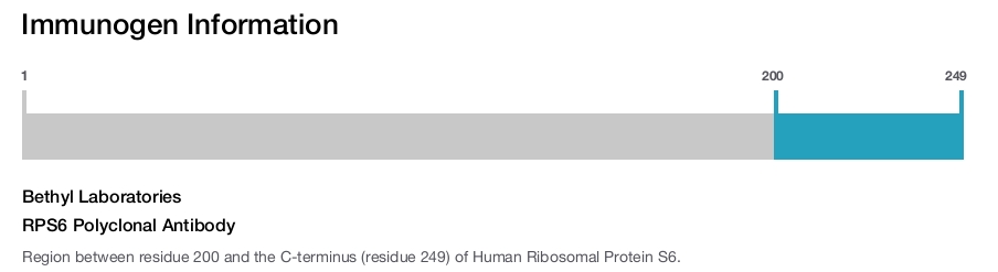 RPS6 Polyclonal Antibody