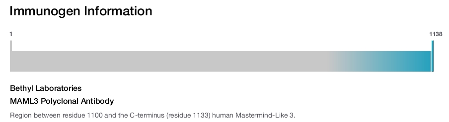 MAML3 Polyclonal Antibody