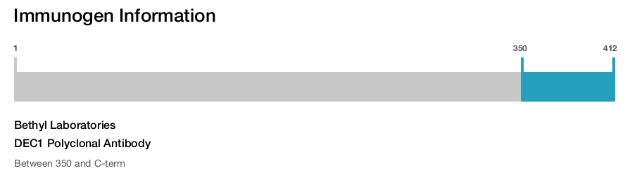 DEC1 Polyclonal Antibody