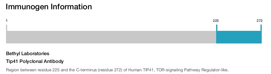 Tip41 Polyclonal Antibody
