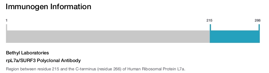 rpL7a/SURF3 Polyclonal Antibody