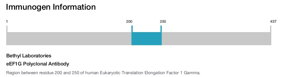 eEF1G Polyclonal Antibody