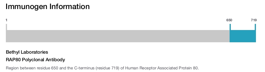 RAP80 Polyclonal Antibody