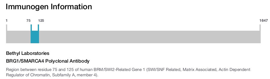 BRG1/SMARCA4 Polyclonal Antibody