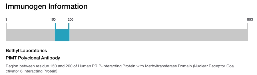 PIMT Polyclonal Antibody
