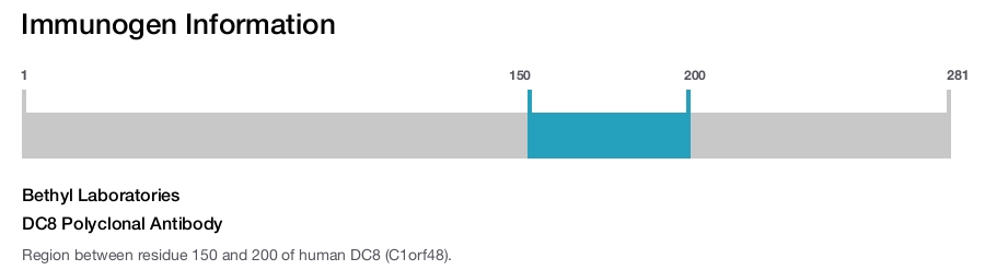 DC8 Polyclonal Antibody