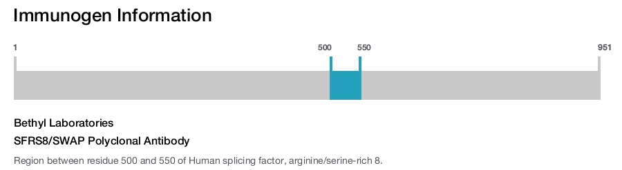 SFRS8/SWAP Polyclonal Antibody