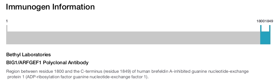 BIG1/ARFGEF1 Polyclonal Antibody
