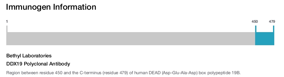 DDX19 Polyclonal Antibody