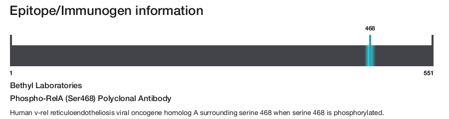 Phospho-RelA (Ser468) Polyclonal Antibody