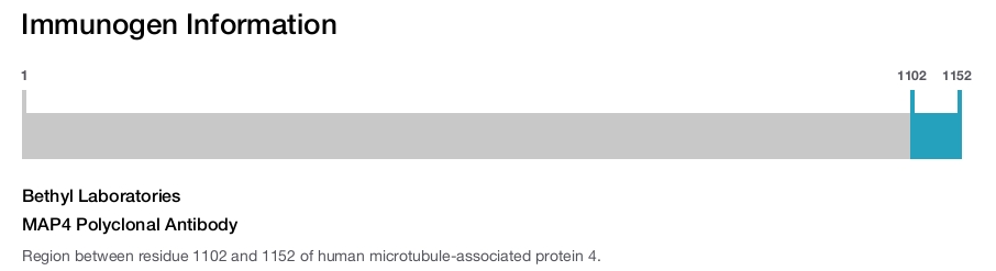 MAP4 Polyclonal Antibody