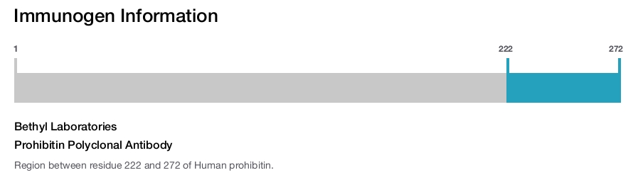 Prohibitin Polyclonal Antibody