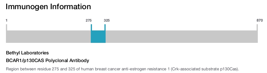 BCAR1/p130CAS Polyclonal Antibody