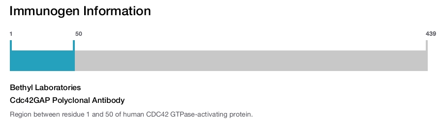 Cdc42GAP Polyclonal Antibody