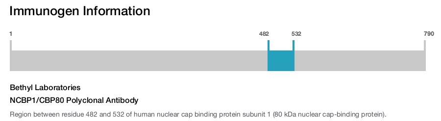 NCBP1/CBP80 Polyclonal Antibody
