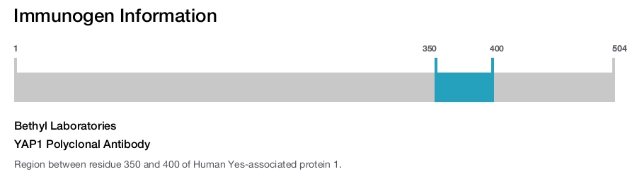 YAP1 Polyclonal Antibody