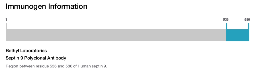 Septin 9 Polyclonal Antibody