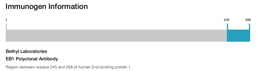 EB1 Polyclonal Antibody