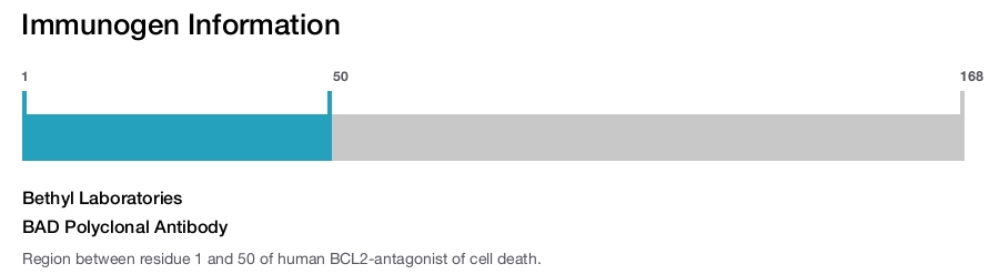 BAD Polyclonal Antibody