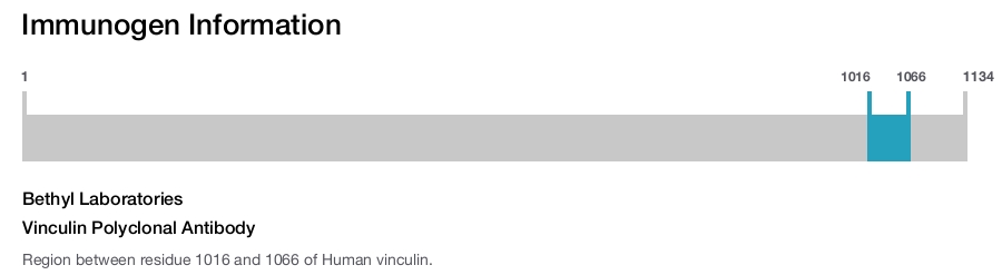 Vinculin Polyclonal Antibody
