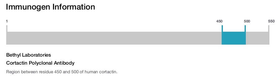 Cortactin Polyclonal Antibody
