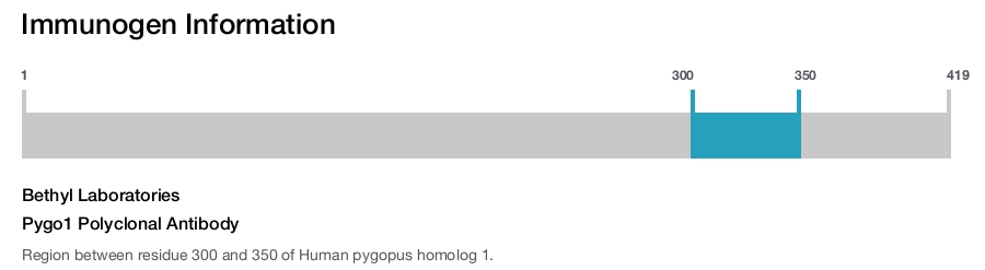 Pygo1 Polyclonal Antibody