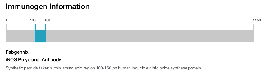 iNOS Polyclonal Antibody