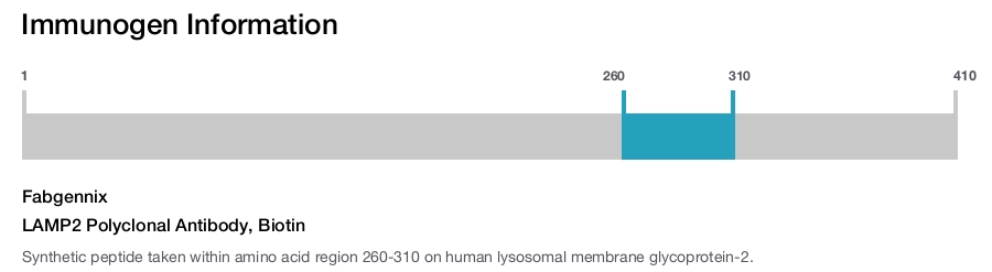 LAMP2 Polyclonal Antibody, Biotin