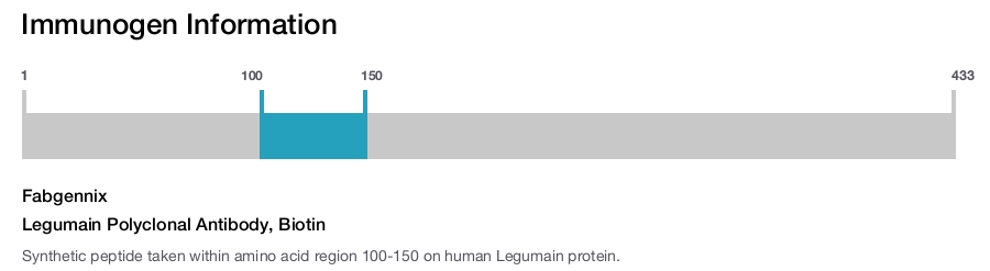 Legumain Polyclonal Antibody, Biotin