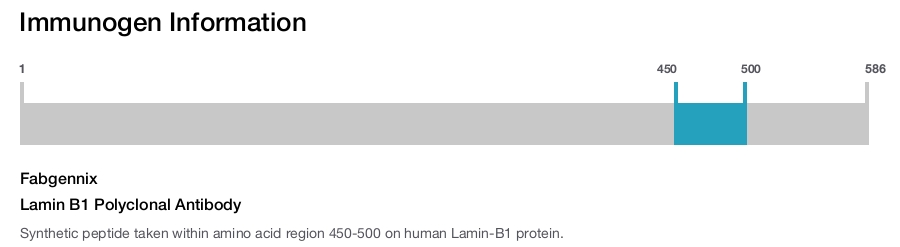 Lamin B1 Polyclonal Antibody