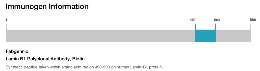 Lamin B1 Polyclonal Antibody, Biotin